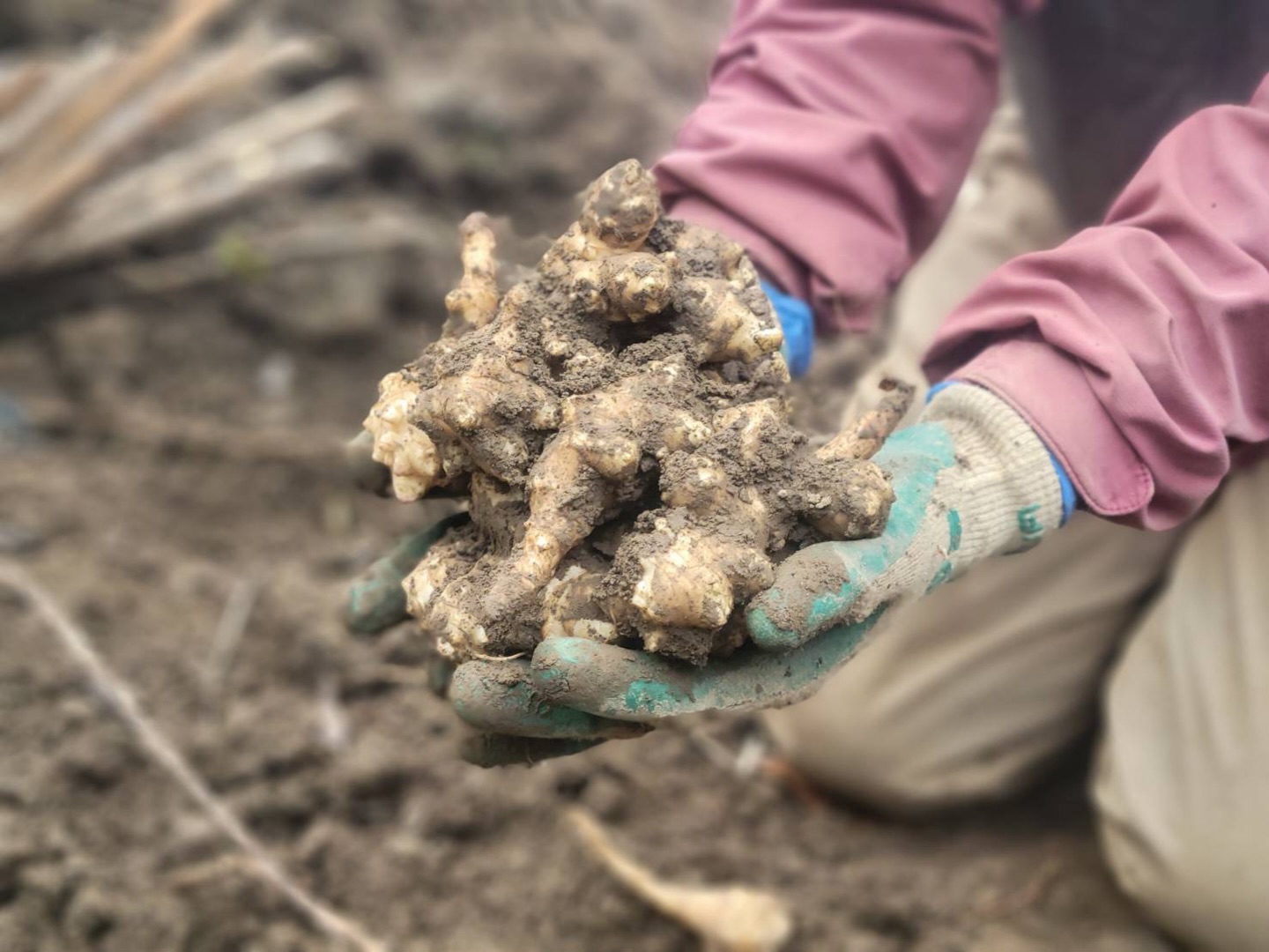 【IG】2026.02.16 べにっき今週のお野菜は、こぶ高菜、キャベツ、菊芋、コカブ、白ネギ、じゃがいも、玉ねぎ、大根、菜花、ほうれん草、にんじんの中からになります!暖かくなってきました。やっと寒さの峠は越しました。暖かくなってきて、早朝に畑がいてついてなにもできないってことは少なくなってきました。種まきしたトマトやレタスやキャベツも一気に芽がでてきました。この寒い時期に種まきするとうまく芽がでるのか不安になりますが、うまく育ってくれていてよかったです。苗を育てるビニールハウスもいくつか改良したところがうまくいったのかなと思います。最近は気象データを確認していて、ある一定の温度変化があると気温が変化したという点がわかるようにしています。最近はその気温変化がはっきりとわかるぐらい暖かくなってきました。4月以降だとこの気温変化が階段状に暖かくなっていくのですが、2月3月はこの気温変化が上がったり下がったりします。まさに三寒四温となる時期です。気温に揺さぶられる時期ですが、しっかり対策していきたいと思います。…………………………………………べじたぶるぱーくでは、年間60種類ぐらいのお野菜を育ててお届けしています。加工品も製造しています。…………………………………………詳しくはプロフィール欄からHPもチェックしてみてください@vegetablepark #能勢#べじたぶるぱーく#有機栽培#オーガニック野菜 #野菜定期便