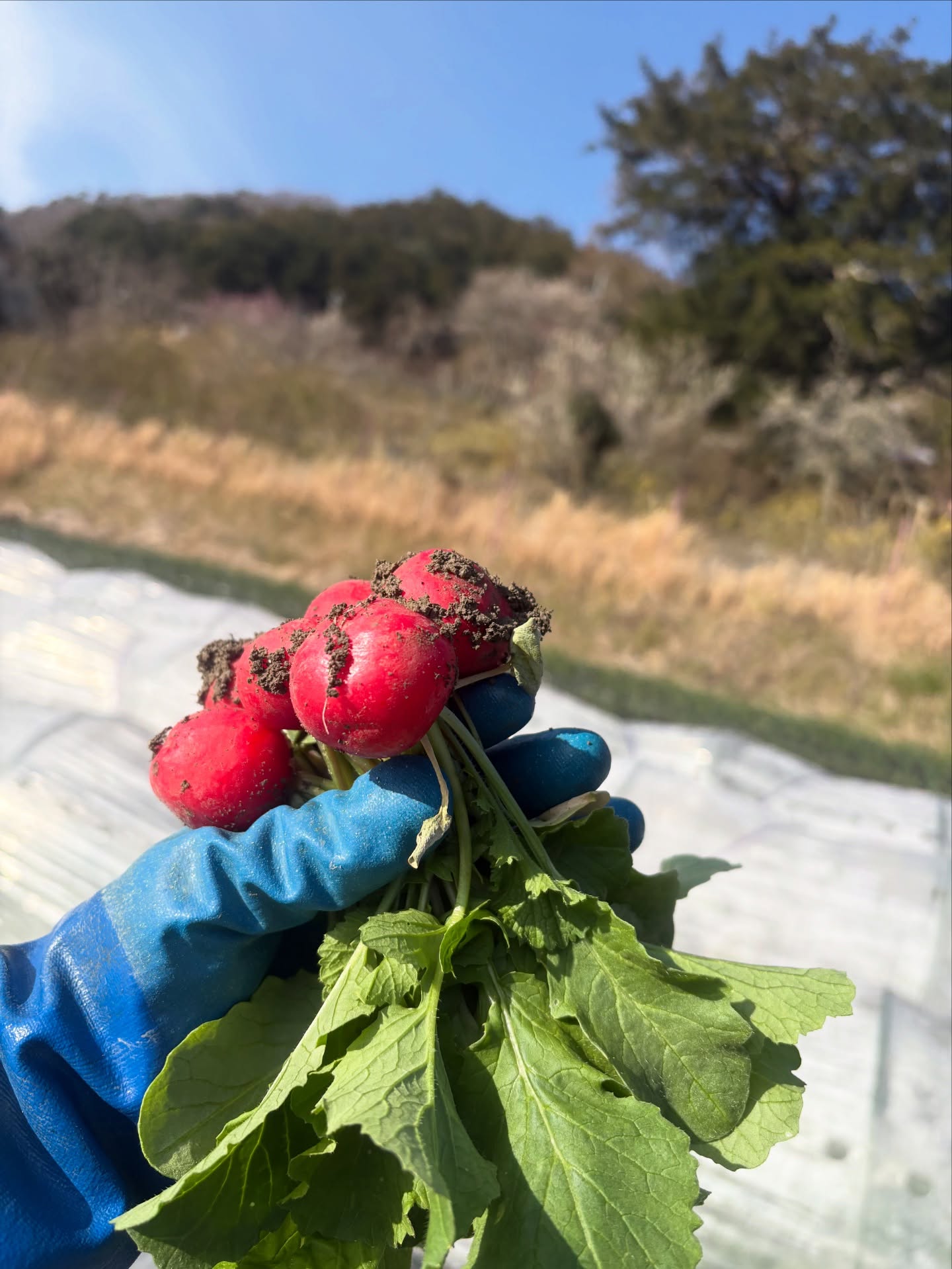 【IG】2026.03.09 べにっき今週のお野菜は、こぶ高菜、菊菜、コカブ、小松菜、里芋、白ネギ、菜花、にんじん、ほうれん草、ラディッシュ、リーフレタスの中からになります!風が強い日が多くて肌寒い日が続きました。この時期は暖かくなったり、寒くなったりなので、寒くなるターンの時だと思ってます。またそろそろ暖かくなるんでしょうか。冬を越した菜っ葉類はどんどん花をさかせています。この時期に育ったお野菜が一番寒い冬を過ごした感じがします。今から収穫できてくるお野菜はビニールトンネルといって、保温して冬の寒さをしのいできました。このビニールトンネルをどのタイミングで外していくかっていうのが悩むところです。天気予報を見ながらタイミングを見計らっていきます。ナスやピーマンの種もまきました。今週はズッキーニや白ネギの種もまく予定です。白ネギは昨年のものの収穫が終わるぐらいのころにまた次の種をまきます。長い付き合いになるお野菜です。うまく育ってほしいです!!…………………………………………べじたぶるぱーくでは、年間60種類ぐらいのお野菜を育ててお届けしています。加工品も製造しています。…………………………………………詳しくはプロフィール欄からHPもチェックしてみてください@vegetablepark #能勢#べじたぶるぱーく#有機栽培#オーガニック野菜 #野菜定期便