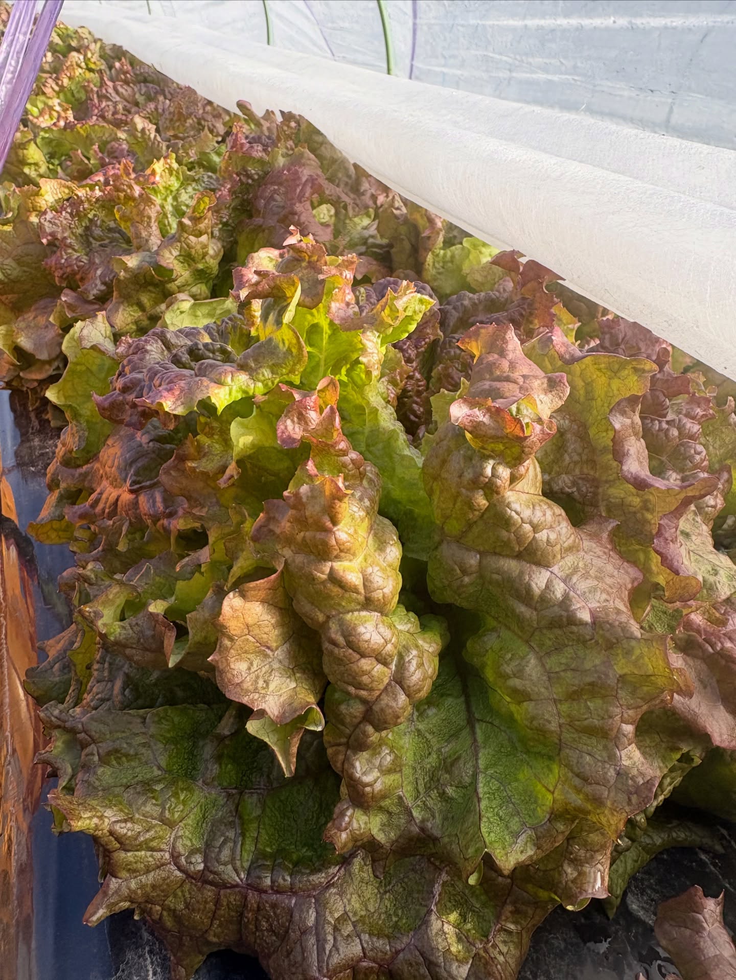 【IG】2026.03.16 べにっき今週のお野菜は、かつお菜、キャベツ、菊菜、コカブ、小松菜、さつまいも、里芋、にんじん、のらぼう菜、ビーツ、ラディッシュ、リーフレタスの中からになります!いい天気になってきました!!まだまだ寒い日が続きましたがやっと暖かい陽気になってきました。風が強い日が多くて、いろんなものが飛んでいったり、近所では火事もあったりと、風が強いのは困ります。ナスやピーマンなどの苗も芽がでて大きくなってきました。苗を育てているビニールハウスもだんだん苗でいっぱいになってきました。これからたまに雨が降る合間を見計らって、レタスやキャベツ、ブロッコリーの苗を植えていきます。畑も順調に耕すことができていていい感じです。これから忙しくなる時を見据えて準備しています。最近は農作業の記録をとるのを簡単にしたり、記録をつけたものを簡単に見ることができるようにデータを整理したりすることにはまっています。AIに聞くことで今までわからなかったエクセルの関数みたいなものもわかるようになったので、めちゃくちゃ助かります。いろんな発見があって、ゲーム感覚で楽しんでいます。…………………………………………べじたぶるぱーくでは、年間60種類ぐらいのお野菜を育ててお届けしています。加工品も製造しています。…………………………………………詳しくはプロフィール欄からHPもチェックしてみてください@vegetablepark #能勢#べじたぶるぱーく#有機栽培#オーガニック野菜 #野菜定期便
