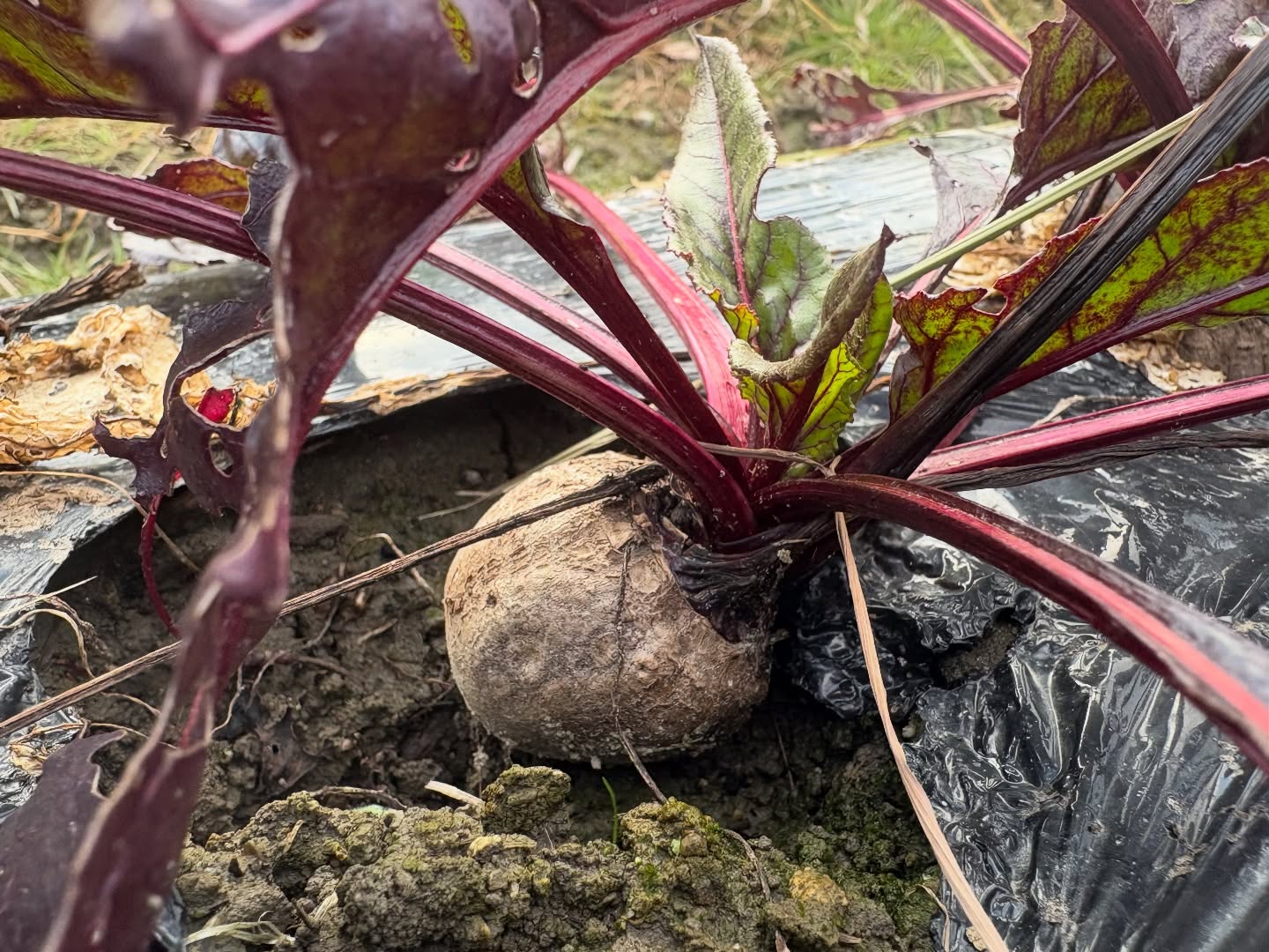 【IG】2026.02.09 べにっき今週のお野菜は、かつお菜、茎ブロッコリー、小松菜、さつまいも、白ネギ、玉ねぎ、ちぢみほうれん草、菜花、にんじん、ビーツ、ヤーコンの中からになります!雪が積もりました。先週、一番の寒さは越えたと思ってたんですが、さらに寒い日になりました。雪もこの冬で一番積もったと思います。しかも気温が低いために雪がとけずに凍ってしまってアイスバーンみたいになってました。まだ週末でお野菜の収穫などはなかったので畑にいくこともなかったので助かりました。うちの家は山のほうの住宅地にあるのでそこまで車で上がることができずに雪山登山のように歩いて家に帰りました。さすがにこの寒さの後は暖かくなりそうですね。トマトやレタス、キャベツやブロッコリーなどの春野菜の種まきをする予定です。これからは苗を育てるので温度管理などに少し神経をとがらせての日々になります。パプリカの苗だけ今までは購入していたのですが、今年は自分たちで苗を育ててみることにしました。うまくいくのかわからないですが楽しみです!…………………………………………べじたぶるぱーくでは、年間60種類ぐらいのお野菜を育ててお届けしています。加工品も製造しています。…………………………………………詳しくはプロフィール欄からHPもチェックしてみてください@vegetablepark #能勢#べじたぶるぱーく#有機栽培#オーガニック野菜 #野菜定期便