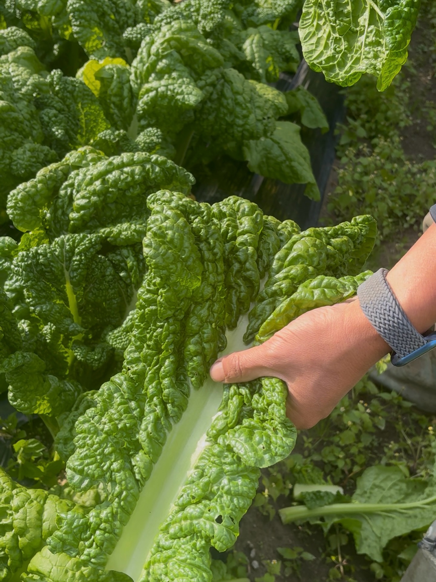 【IG】2026.02.23 べにっき今週のお野菜は、かつお菜、菊菜、コカブ、小松菜、さつまいも、白ネギ、じゃがいも、菜花、にんじん、ほうれん草の中からになります!目がかゆくなってくる季節です。風が強い日が多いです。春一番って感じです。畑にとっては雨より風が強いほうがいやだったりします。鹿よけのネットが風であおられて傾いたりします。今の時期に直しておかないと鹿に入られたりします。ちゃんと対策をしていたらそんなに被害はないので、ちゃんとやってたらいいんですが、あれもこれもしないといけないとなると、ちゃんと対策をすることができなくなってくるので、焦らずに気持ちを冷静に保たないといけないとメンタルが大事だと思っています。大げさですが。冬の仕事の一つの栗の剪定もしています。5年前に植えた栗の木がやっと大きくなってきてました。感動です。先日種まきして芽がでたお野菜も順調に大きくなっています。今週も雨の前に種まきをする予定です。もうすぐじゃがいもも植える予定をしています。いよいよシーズンがスタートしてきた感じがします。…………………………………………べじたぶるぱーくでは、年間60種類ぐらいのお野菜を育ててお届けしています。加工品も製造しています。…………………………………………詳しくはプロフィール欄からHPもチェックしてみてください@vegetablepark #能勢#べじたぶるぱーく#有機栽培#オーガニック野菜 #野菜定期便
