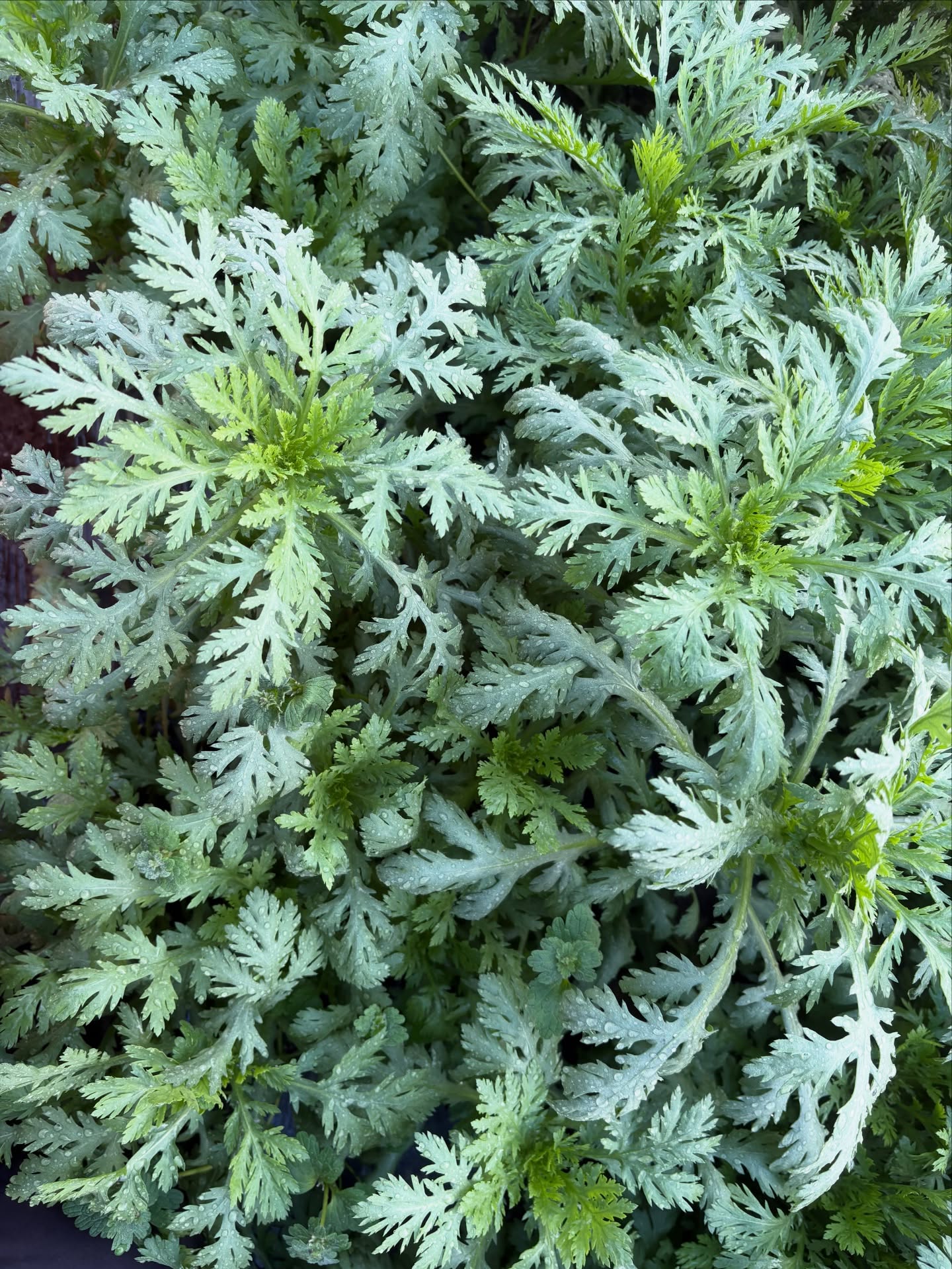 【IG】2026.03.02 べにっき今週のお野菜は、こぶ高菜、菊菜、菜花、コカブ、玉ねぎ、バターナッツ、小松菜、白ネギ、じゃがいも、ほうれん草、にんじんの中からになります!暖かくなってきました!まだ風は冷たい日が多いですが、暖かくなってきた感じがします。特に朝の冷え込みはだいぶましになってきて、霜がおりてがちがちに凍っているということはなくなってきました。朝から畑仕事ができるので段取りがしやすいです。お野菜を配達している軽バンもついに新車が届きました。前の車は9年ぐらいのっていたのですが、新しくなって、勝手にライトがついたり、当たりそうになったら音がなったり、シートベルトもちゃんとしないと音が鳴ったりします。新機能に最初はびっくりしましたがだいぶ慣れてきました。軽バンですら9年でこんなに変わるのかと思いました。技術の進歩というか進み具合がすごいです。価格も高くなりましたが、安全性能もあがっていたり快適です。これからもまだまだお野菜を直接お届けしていきたいと思います。ぜひお楽しみに!!…………………………………………べじたぶるぱーくでは、年間60種類ぐらいのお野菜を育ててお届けしています。加工品も製造しています。…………………………………………詳しくはプロフィール欄からHPもチェックしてみてください@vegetablepark #能勢#べじたぶるぱーく#有機栽培#オーガニック野菜 #野菜定期便